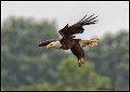 _2SB0447 american bald eagle